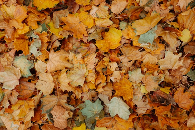 Why Fall Is the Perfect Time to Review Your Legal Documents